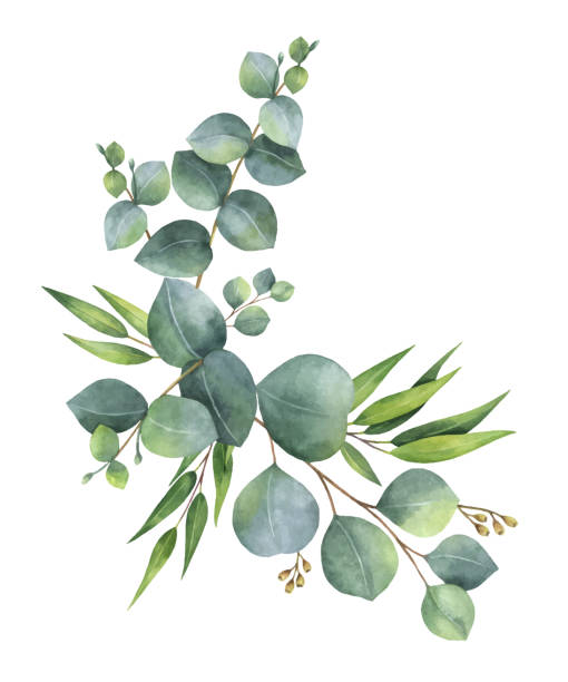 Eucalyptus (4x4L)